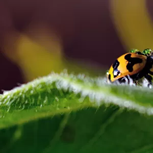 Fungus - eating Ladybird