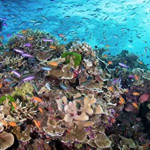 Australia Heritage Sites Collection: Great Barrier Reef
