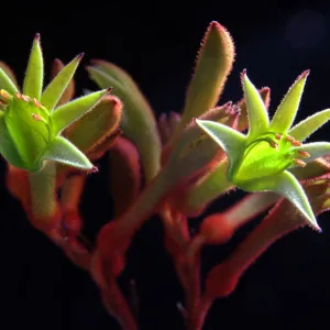 Green kangaroo paw flowers