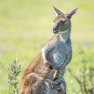 Kangaroo with baby joey in its pouch. Australia