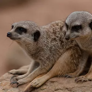 A Pair of Meerkats (Suricata suricatta)