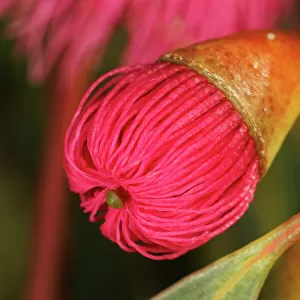 Pink and Yellow Eucalyptus Gum Blossom