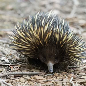 Tachyglossidae Collection: Short-beaked Echidna