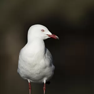 Charadriiformes Collection: Black Billed Gull