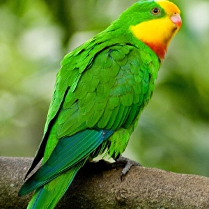 Awe-Inspiring Bird Prints: Parrot