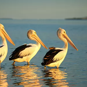 Pelicans Collection: Related Images