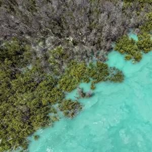 Turquoise waters at the edge of a forest photographed from an aerial perspective, Willie Creek, Western Australia, Australia