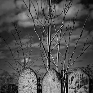 Visualize Fear - Old gravestones amongst trees