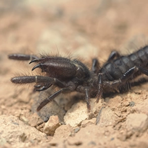Wild black camel spider hunting at night in Morocco