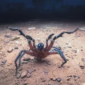 Wild male wishbone spider (Aname sp. ) approaching camera at night in threat display