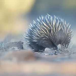 A wild short-beaked echidna (Tachyglossus aculeatus) wandering through scrub, foraging for food