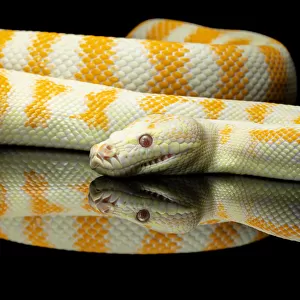 Python Collection: Carpet Python