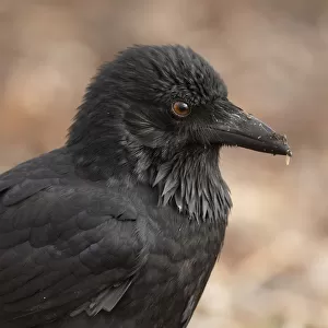Crows And Jays Collection: Australian Raven
