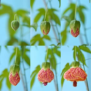Abutilon flower blooming photo sequence