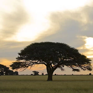 acacia tree, beauty in nature, day, flat, grass area, horizontal, idyllic, landscape