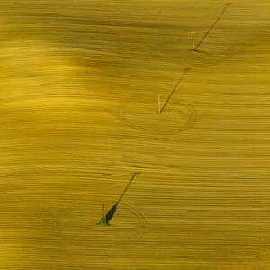 Aerial view, electricity pylons in a field, Gutov, Mecklenburg-Western Pomerania, Germany