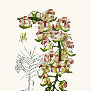 Aerides lawrenciae Orchid