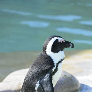 African Penguin -Spheniscus demersus-, captive, Germany