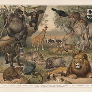 African wildlife, lithograph, published in 1897