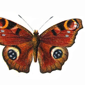 Aglais io, European peacock, Butterfly, Insects, Wildlife illustration
