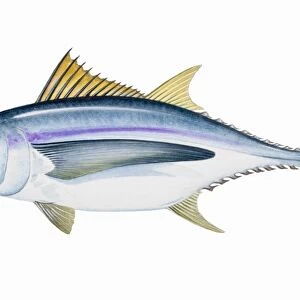 Albacore (Thunnus alalunga), saltwater fish