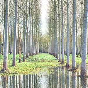 Aligned trees reflecting on flooded ground