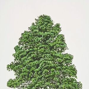 Alnus glutinosa, Common Alder tree