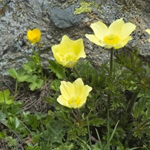 Alpine Anemones or Sulphur Anemones -Pulsatilla alpina ssp. Alpiifolia-, Kaunertal valley, Tyrol, Austria
