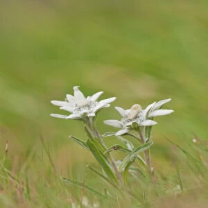 Alpine Edelweiss -Leontopodium nivale-, Carinthia, Austria