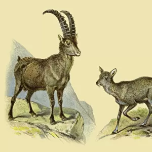 Bovidae Collection: Alpine Ibex