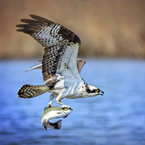 Amazing Osprey in Flight with Fish at Belmont Lake State Park