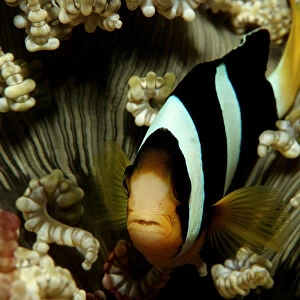 Y Collection: Yellowtail Clownfish