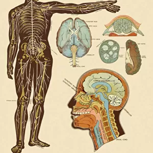 Anatomy of Nerves of Body and Head