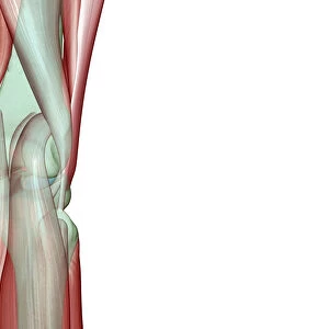 anatomy, back view, biceps femoris tendon, gastrocnemius, gastrocnemius tendon, human