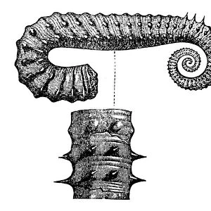 Ancyloceras Matheronianum, is an ammonite genus from the Early Cretaceous belonging to the Ancyloceratoidea