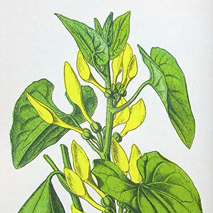 Antique botany illustration: Birthwort, Aristolochia clematitis