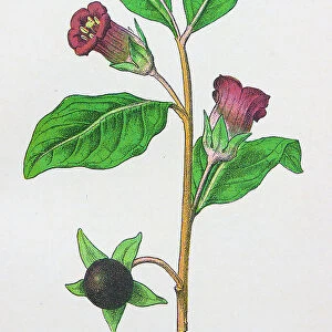 Antique botany illustration: Deadly Nightshade, Atropa Belladonna