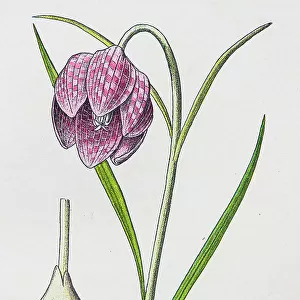 Antique botany illustration: Fritillary, Snake's head, Fritillaria meleagris