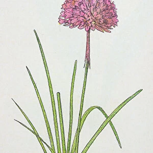 Antique botany illustration: Thrift, Sea Pink, Armeria vulgaris