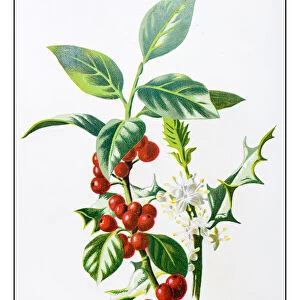 Antique color plant flower illustration: holly (Ilex)
