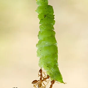 Three ants carrying a caterpillar, Indonesia