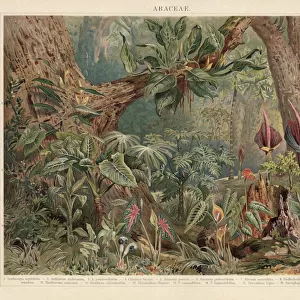 Cercopithecidae Collection: Bicolor