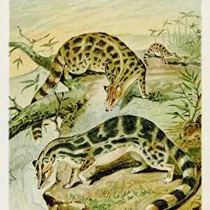Asiatic linsang lithograph 1894