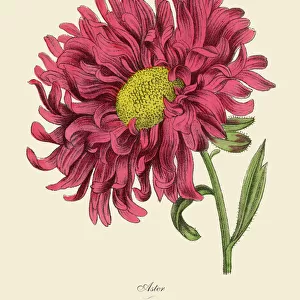 Botanical illustrations Collection: Floral illustrations