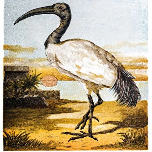 The Australian white ibis (Threskiornis molucca)