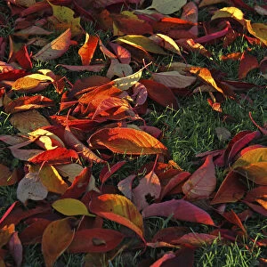 Autumn leaves lying on the grass
