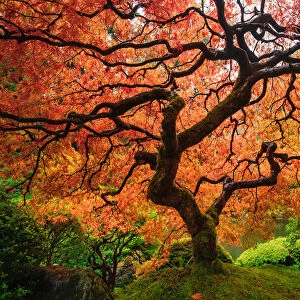 Autumn maple tree