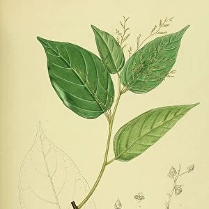 Balanocarpus zeylanicus, native to Southeast Asia, Sri Lanka, digitally restored historical colour print from 1893