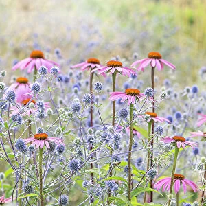 Beautiful pink Echinacea purpurea coneflowers planted with blue Sea Holly flowers in soft summer sunshine