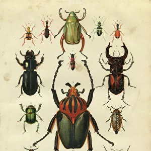 Beetle Collection: Tiger Beetles